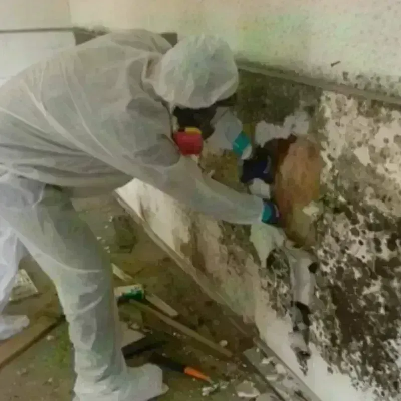 Mold Remediation and Removal in Mercer County, PA